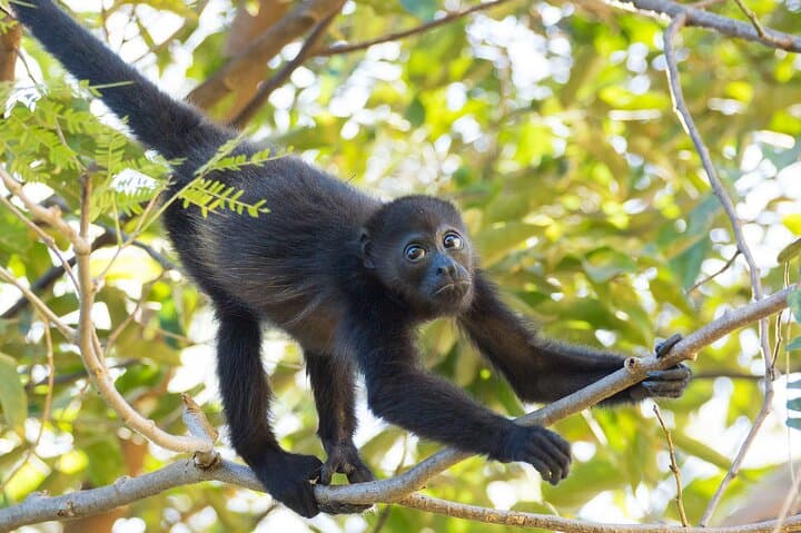 Sámara Nature Trail and Butterfly Garden Hike — Tropical Wildlife Walk (3 hours)