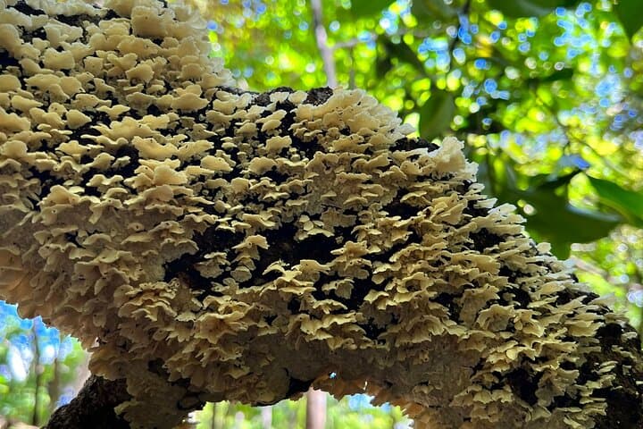 Sámara Nature Trail and Butterfly Garden Hike — Tropical Wildlife Walk (3 hours) photo 2