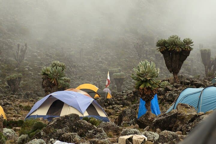 8-Day Lemosho Route Kilimanjaro Trek from Arusha — Summit Uhuru Peak photo 2