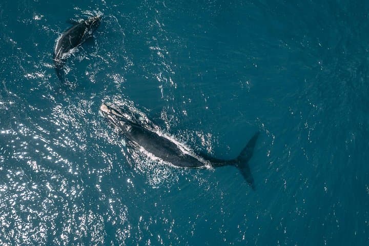 Hermanus Whale Watching, Hemel-en-Aarde Wine Tasting & Betty's Bay Penguin Colony Day Tour photo 2
