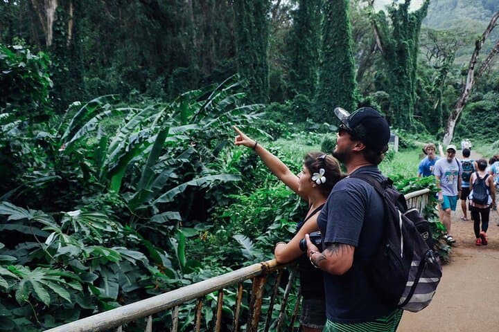 Manoa Waterfall Hike: Rainforest Walk, Waikiki Pickup & Tantalus Lunch photo 4