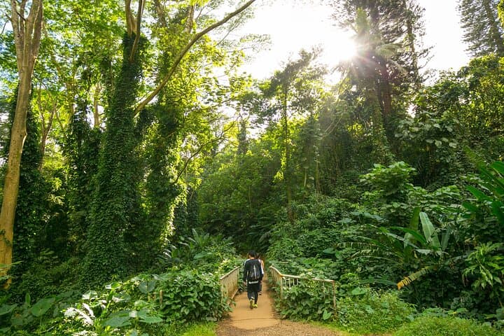 Manoa Waterfall Hike: Rainforest Walk, Waikiki Pickup & Tantalus Lunch photo 2