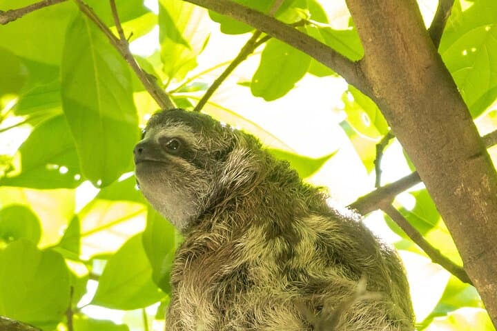 Urban Sloths & City Birds: San José Walking Nature Tour photo 4