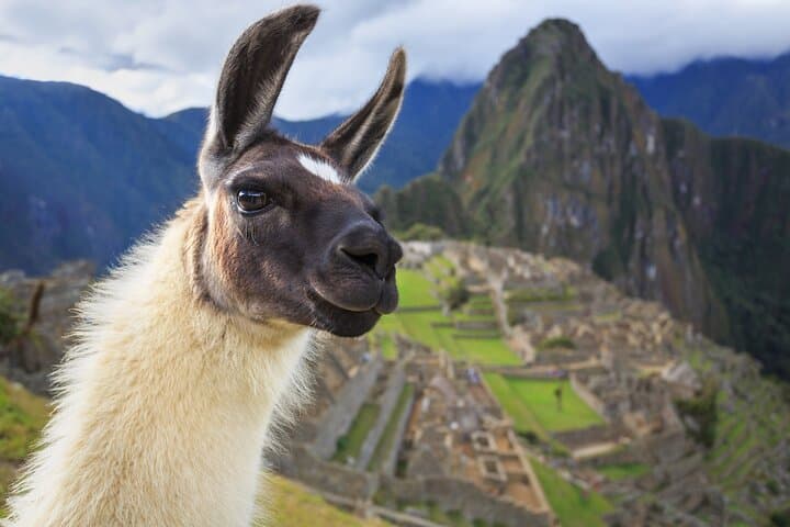 Full-Day Guided Machu Picchu Tour from Cusco — Train, Bus & Guided Visit photo 6