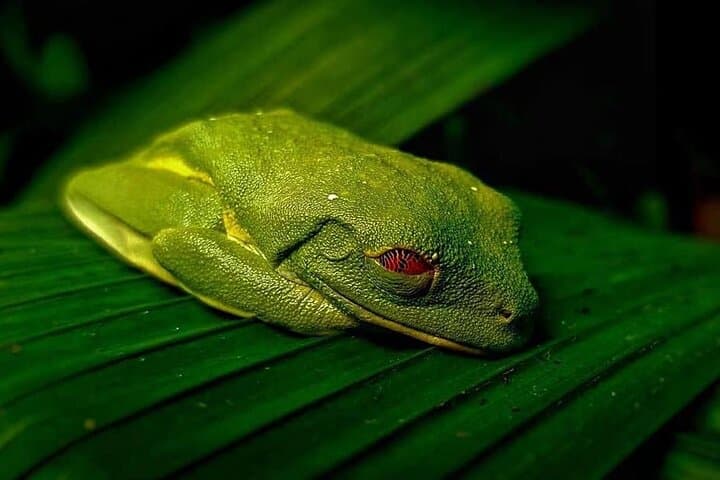 La Paz Waterfalls Gardens Half-Day Tour from San José — Waterfalls, Cloudforest & Wildlife photo 4