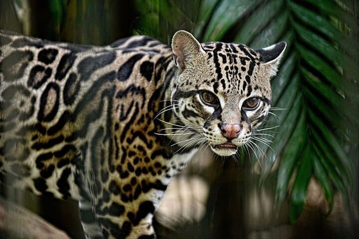 La Paz Waterfalls Gardens Half-Day Tour from San José — Waterfalls, Cloudforest & Wildlife photo 3
