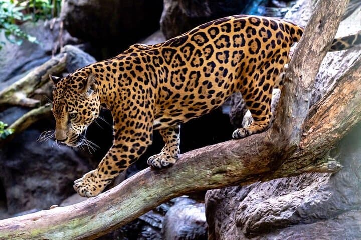 La Paz Waterfalls Gardens Half-Day Tour from San José — Waterfalls, Cloudforest & Wildlife photo 6