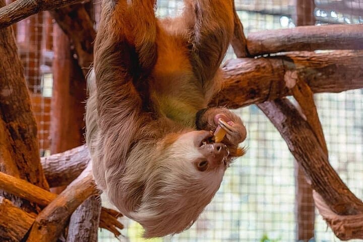 La Paz Waterfalls Gardens Half-Day Tour from San José — Waterfalls, Cloudforest & Wildlife photo 5