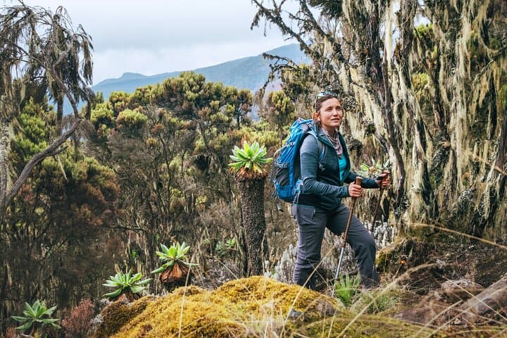 Rongai Route: 5-Day Kilimanjaro Summit via Rongai photo 6