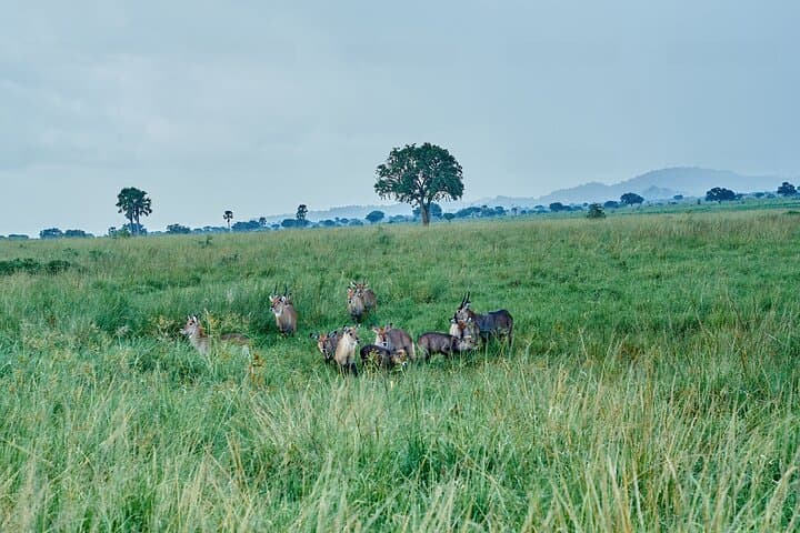 5-Day Private Safari to Kidepo Valley & Murchison Falls, Uganda photo 3
