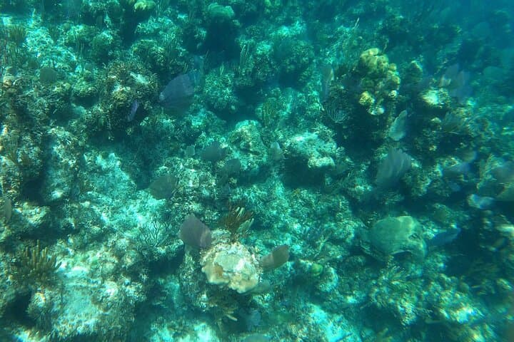 Turtle Swim and Rose Island Snorkel Adventure from Nassau photo 2