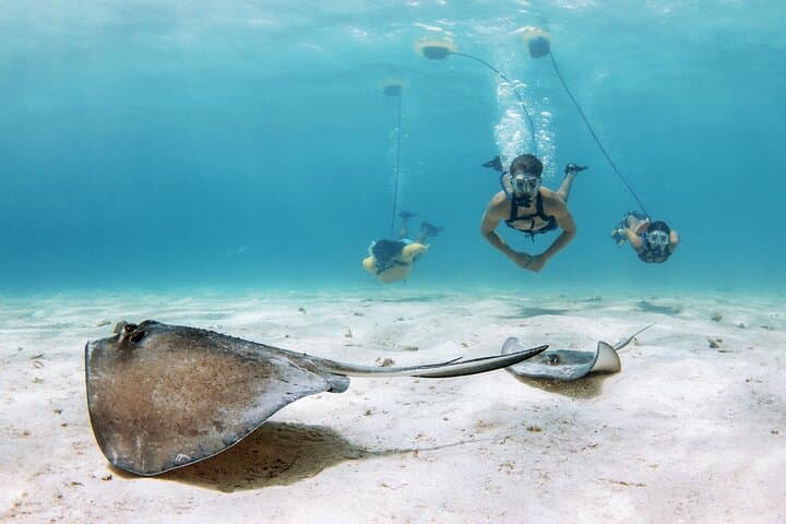 Nemo Guided Tour: Shallow Reef Snorkel in Lauderdale-by-the-Sea