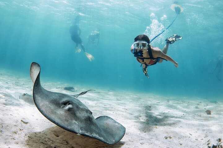 Nemo Guided Tour: Shallow Reef Snorkel in Lauderdale-by-the-Sea photo 4