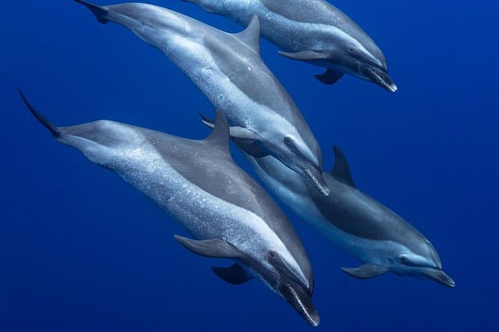 Waianae Dolphin Watching & Snorkel Safari — West Oahu Wildlife Cruise photo 2