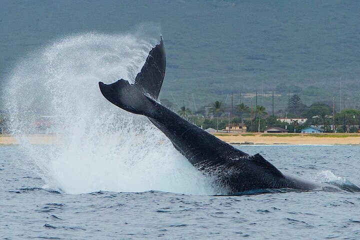 Waianae Dolphin Watching & Snorkel Safari — West Oahu Wildlife Cruise photo 3