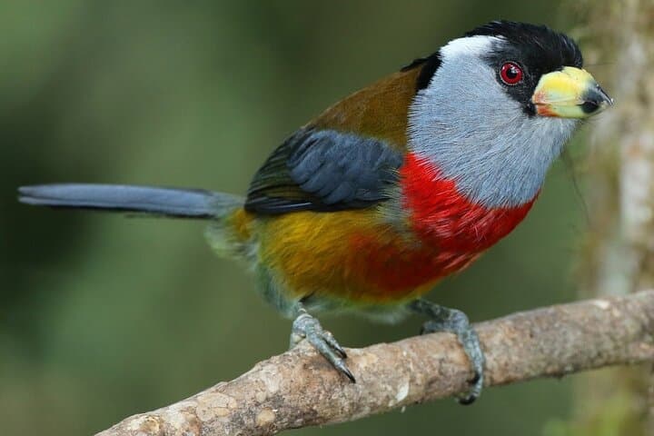 Birdwatching Tour Northwest Pichincha: Mindo & Milpe Day Trip from Quito photo 2
