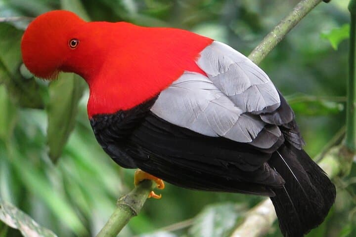 Birdwatching Tour Northwest Pichincha: Mindo & Milpe Day Trip from Quito photo 5