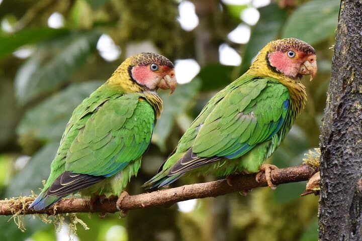 Birdwatching Tour Northwest Pichincha: Mindo & Milpe Day Trip from Quito photo 6