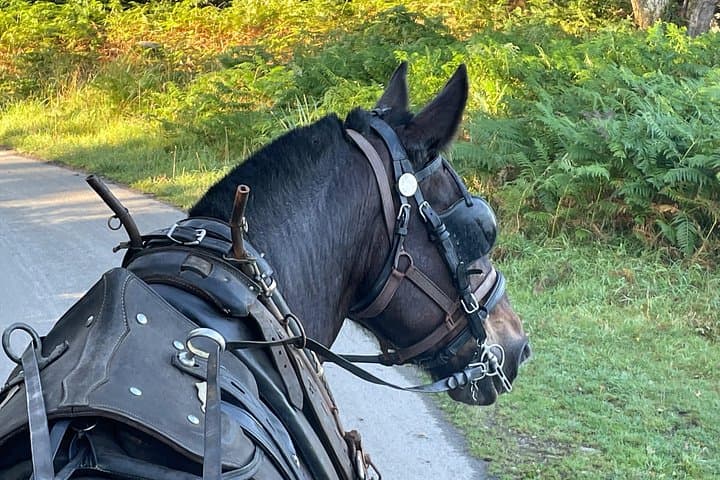 Killarney Horse-Drawn Carriage Tour: Ross Castle, Inisfallen & Deer Park photo 4
