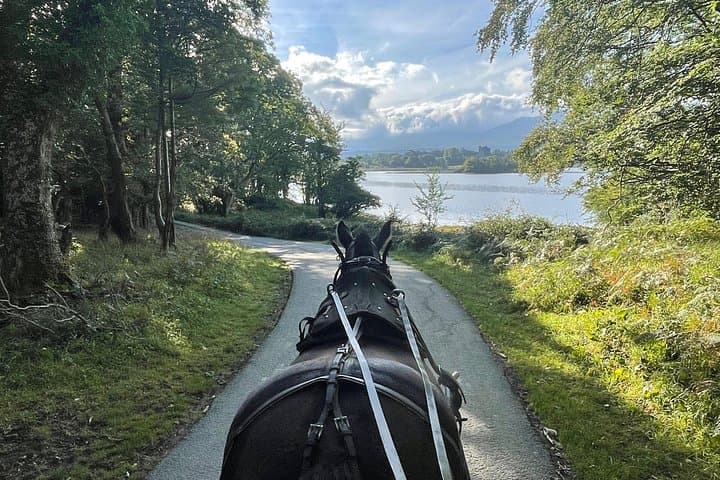 Killarney Horse-Drawn Carriage Tour: Ross Castle, Inisfallen & Deer Park photo 2