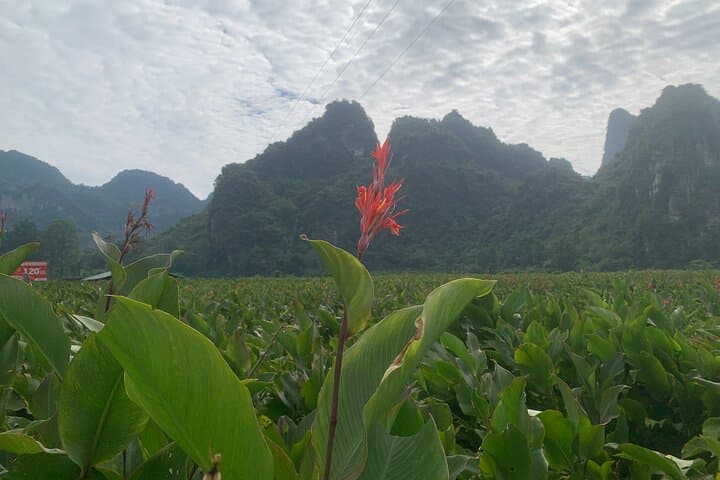 Ban Gioc Waterfall & Cao Bang Geopark: 2-Day Motorbike Loop from Hanoi photo 5