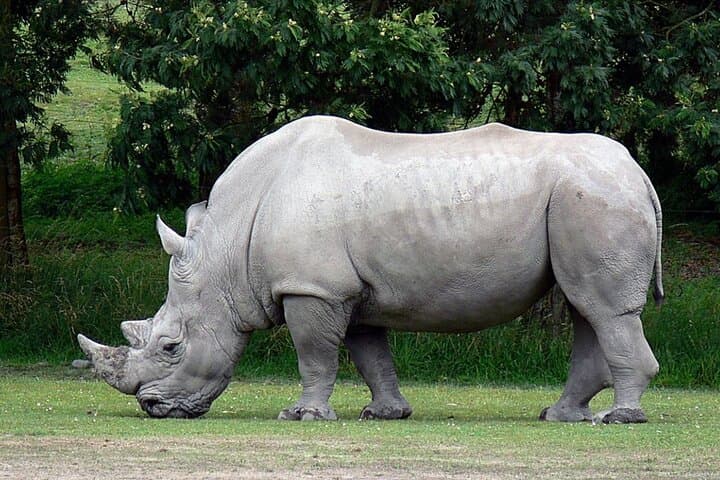 Kruger National Park 4-Day Full-Board Safari from Johannesburg: Big 5 Game Drives & Hazyview Culture photo 5
