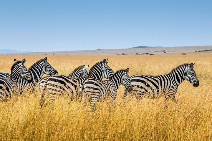 4-Day Garden Route: Cango Caves, Robberg Hike & Addo Safari from Cape Town photo 3