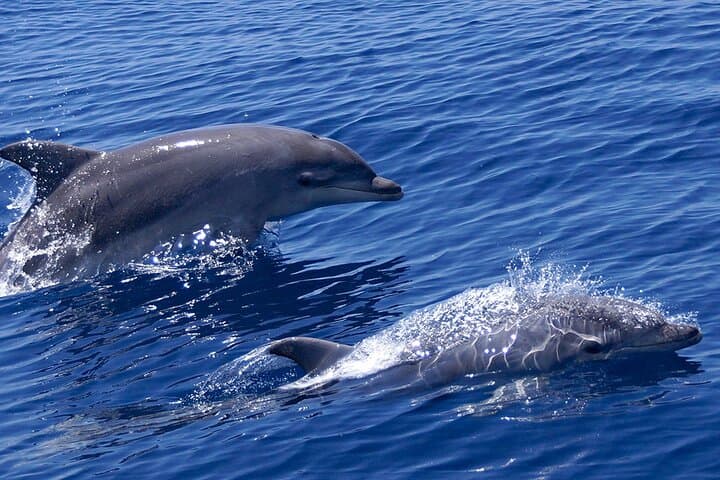 Muscat Dolphin-Watching Cruise — 2-Hour Boat Trip to See Wild Dolphins