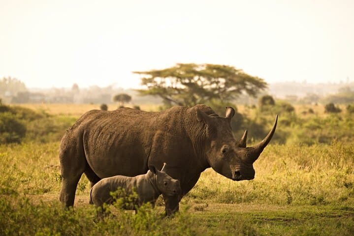 luxury-5-day-naivasha-masai-mara-safari-kenya photo 3