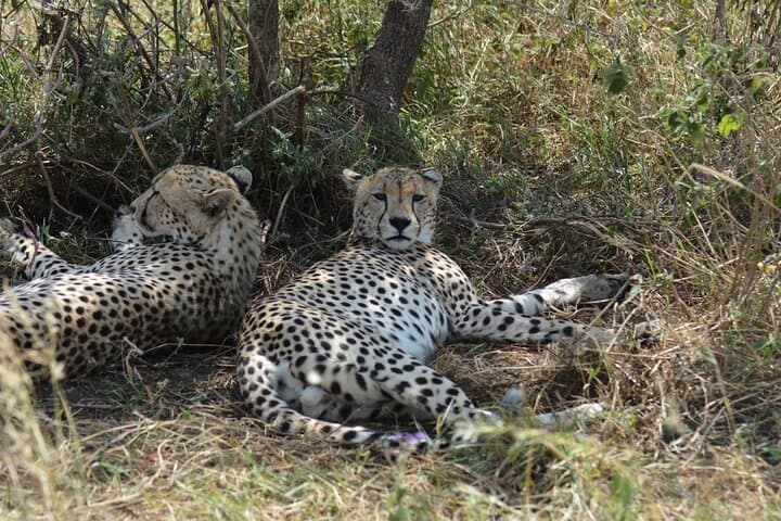 6-Day Big Five Safari in Tanzania: Serengeti, Ngorongoro & Tarangire photo 5