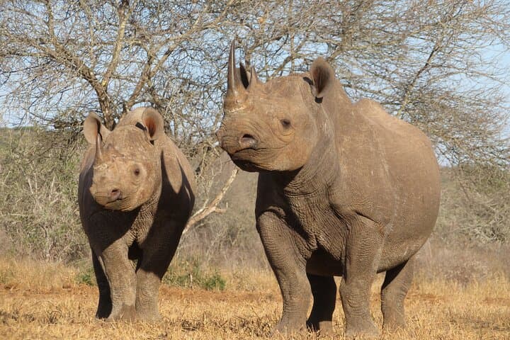6-Day Big Five Safari in Tanzania: Serengeti, Ngorongoro & Tarangire photo 2