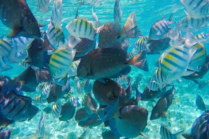 Half-Day Private Catamaran Charter from Isla Mujeres: Snorkel & Playa Norte photo 3