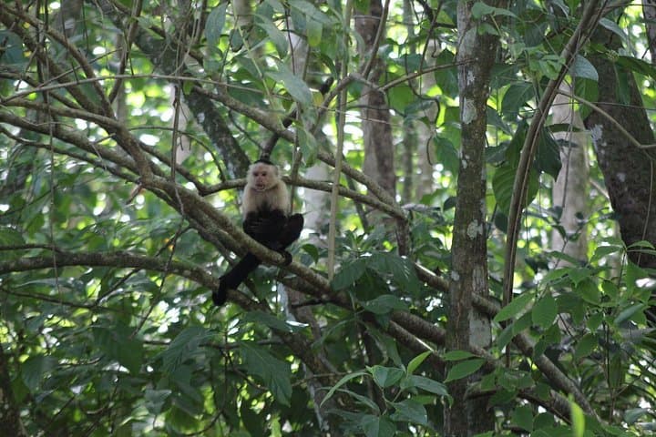 Private Costa Rica Caribbean Tour: Gandoca, Cahuita & Jaguar Rescue photo 3