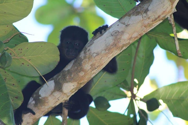 Private Costa Rica Caribbean Tour: Gandoca, Cahuita & Jaguar Rescue photo 4