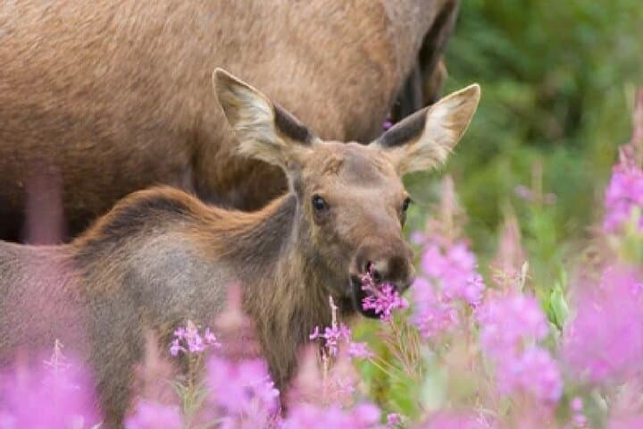 Yellowstone Old Faithful, Waterfalls & Wildlife Day Tour from Jackson Hole photo 3