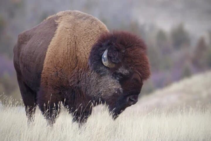 Yellowstone & Grand Teton 4-Day Wildlife Adventure: Lamar Valley to Old Faithful photo 3