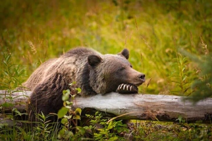 Grand Teton Full-Day Wildlife and Scenery Tour from Jackson with Lunch photo 4