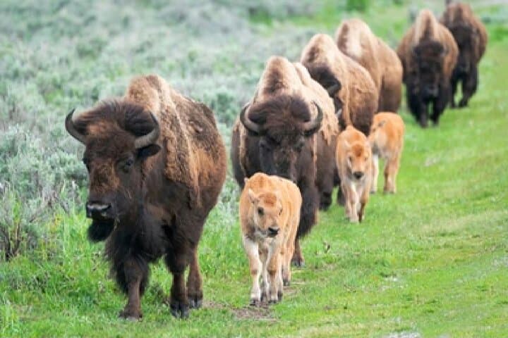 Yellowstone Old Faithful, Waterfalls & Wildlife Day Tour from Jackson Hole photo 5