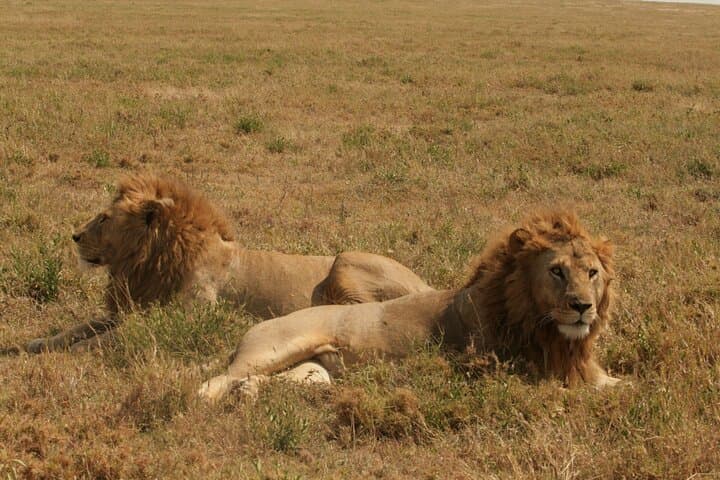 2-Day Tarangire and Ngorongoro Safari from Zanzibar photo 3