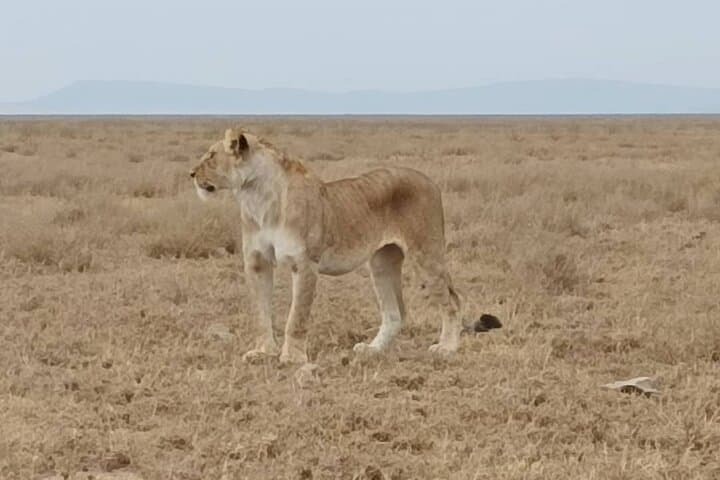 2-Day Tarangire and Ngorongoro Safari from Zanzibar photo 5