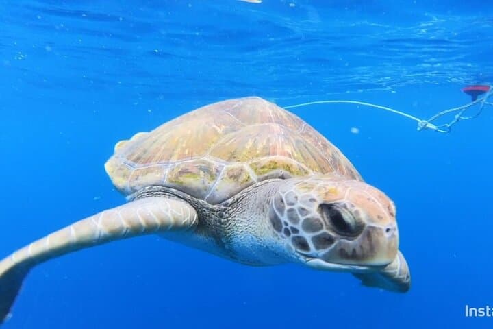 Snorkeling Tenerife's Volcanic Bay: Small-Group Guided Tour photo 6