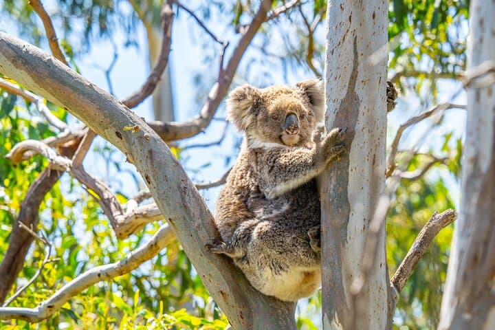 Port Lincoln Full-Day 4WD and Wildlife Exploration — Lincoln National Park & Whalers Way photo 5
