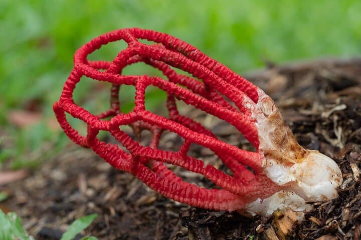 Mushroom Photography in Cairns Botanic Gardens: 2-Hour Guided Walk