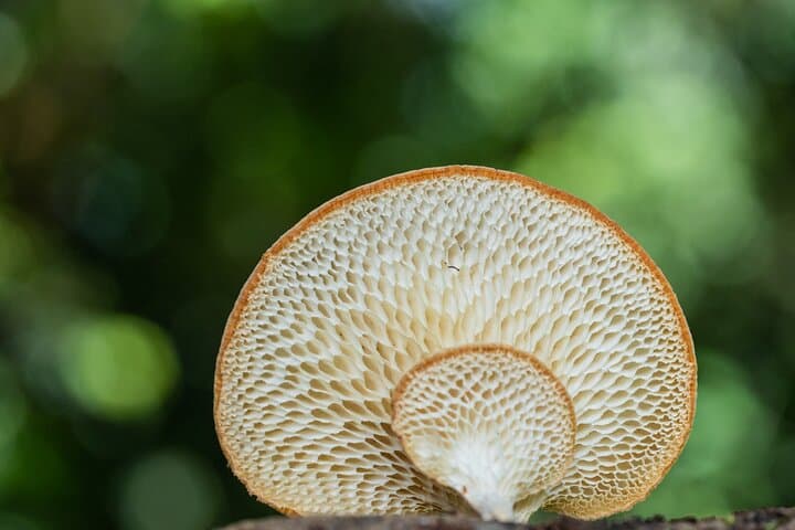 Mushroom Photography in Cairns Botanic Gardens: 2-Hour Guided Walk photo 5