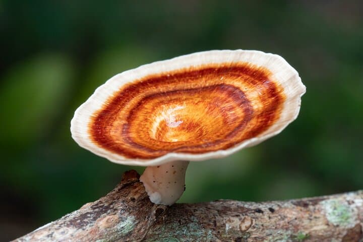 Mushroom Photography in Cairns Botanic Gardens: 2-Hour Guided Walk photo 6