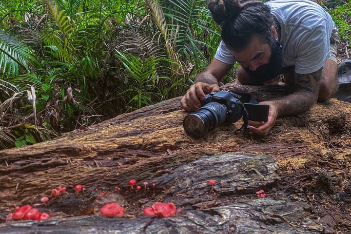Mushroom Photography in Cairns Botanic Gardens: 2-Hour Guided Walk photo 2