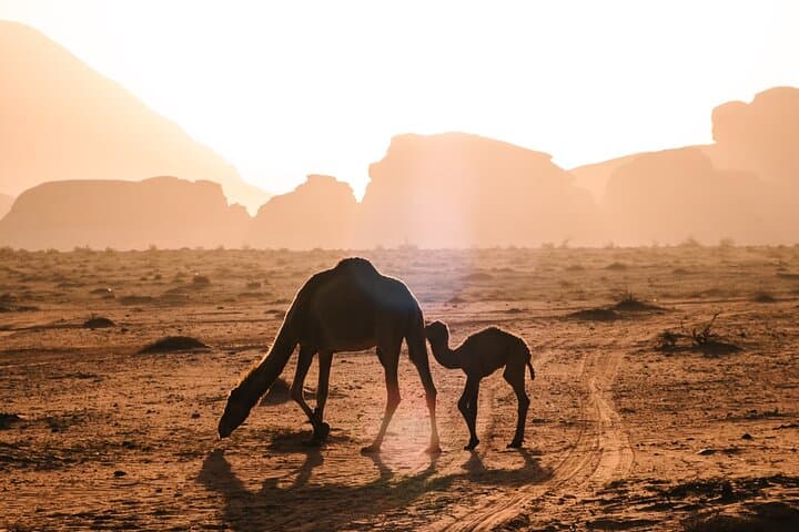 Full-day Wadi Rum Jeep Tour: Sandboarding, Nabatean Ruins & Bedouin Lunch photo 5