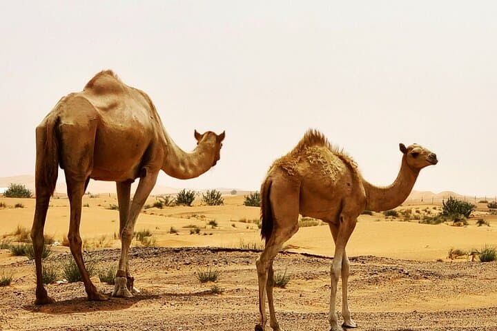 Dubai Red Dunes Desert Safari: Dune Bashing, Camel Ride & Bedouin BBQ photo 5