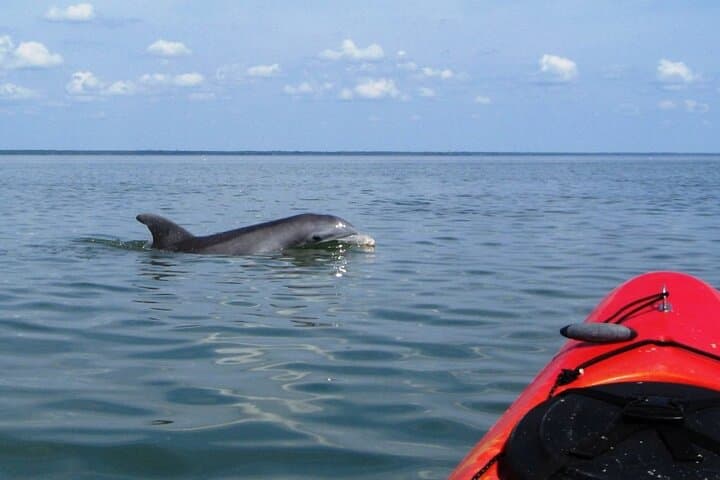 Paddle with Dolphins on Shem Creek: Charleston Kayak Eco Tour