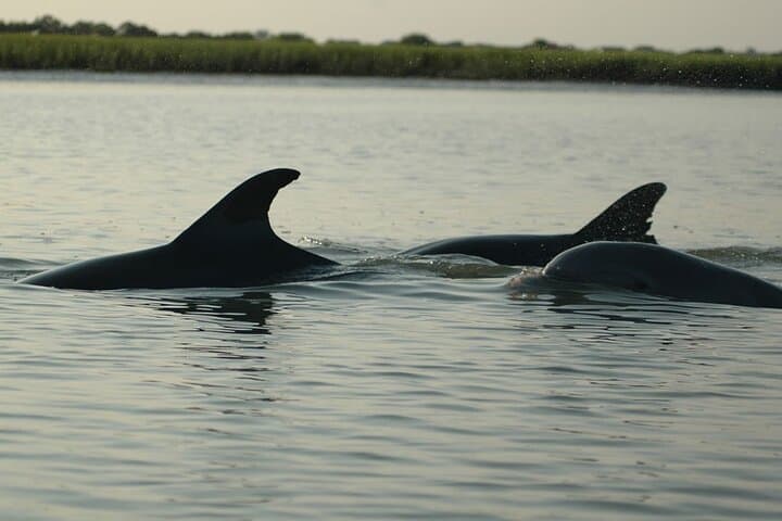 Paddle with Dolphins on Shem Creek: Charleston Kayak Eco Tour photo 3